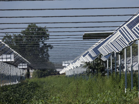 Italia establece nuevas reglas para la innovadora industria fotovoltaica agrícola